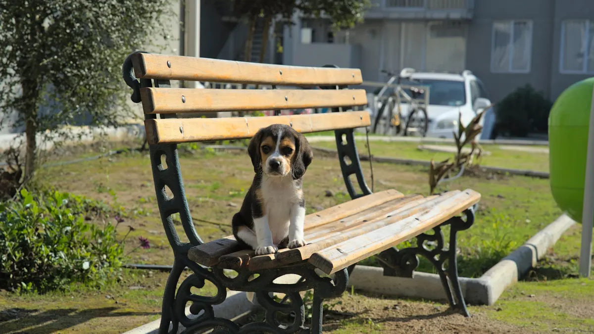 Paris : Louna, abandonnée deux jours après son adoption, relance l’alerte sur les adoptions irresponsables