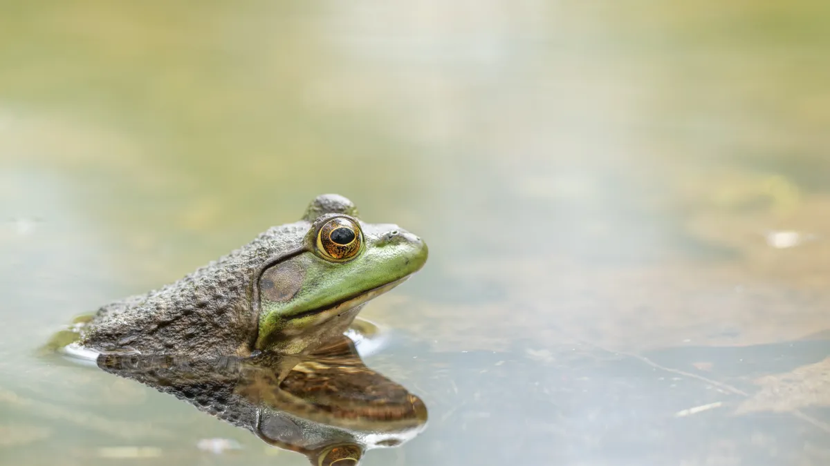 Trois espèces de grenouilles inédites révélées dans les mystérieuses montagnes du nord du Pérou