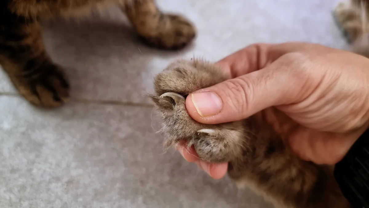 Griffes de chat : tout ce qu’il faut savoir pour bien en prendre soin !