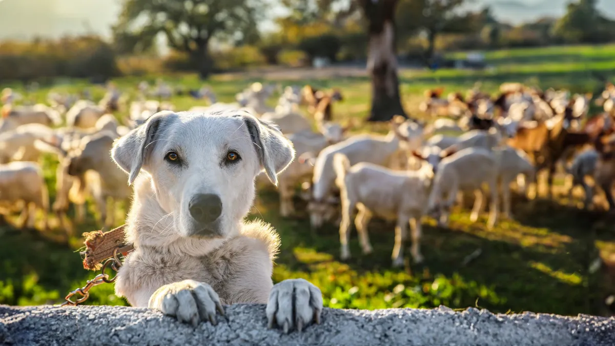 Des gènes expliquent le talent unique des chiens de berger pour guider les troupeaux