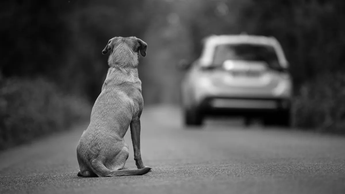 Pourquoi 200 000 animaux sont abandonnés chaque année en France ? Le gouvernement lance #StopAbandon pour agir