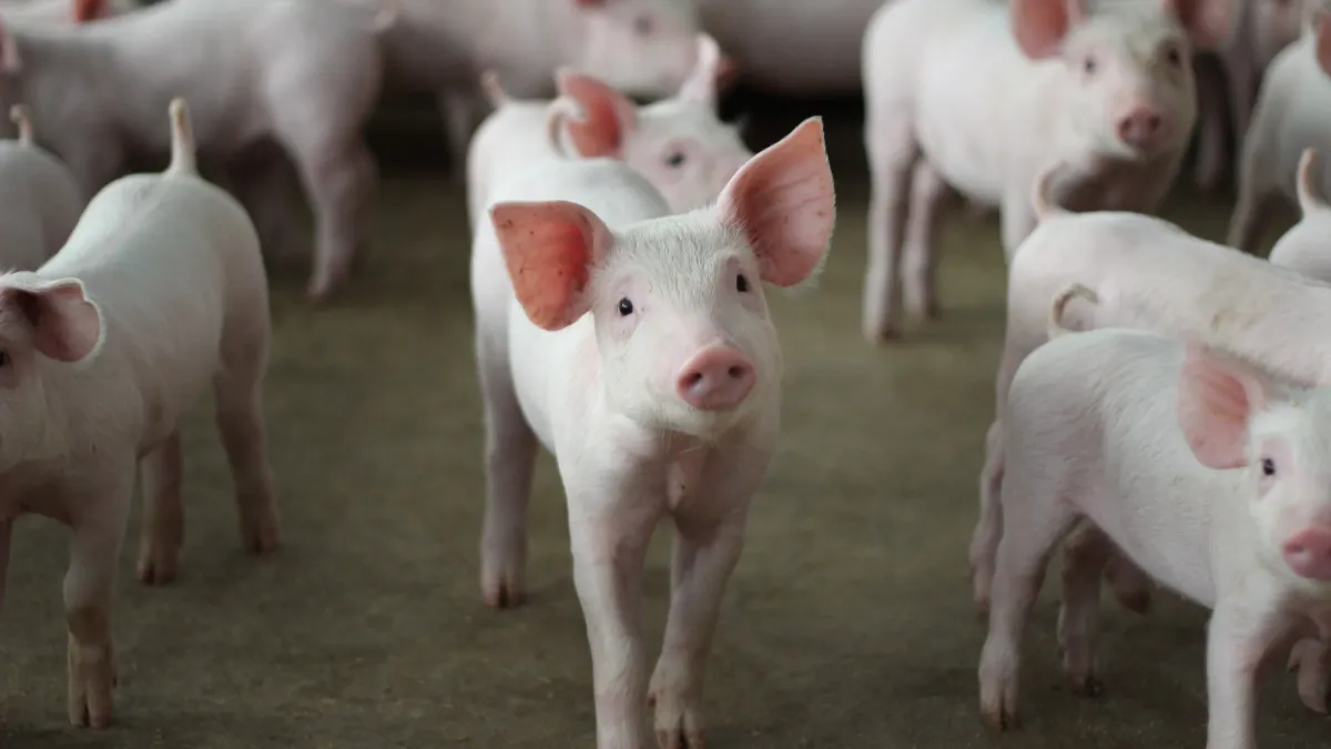 Dans les coulisses de la ferme secrète où des cochons « humanisés » révolutionnent la médecine