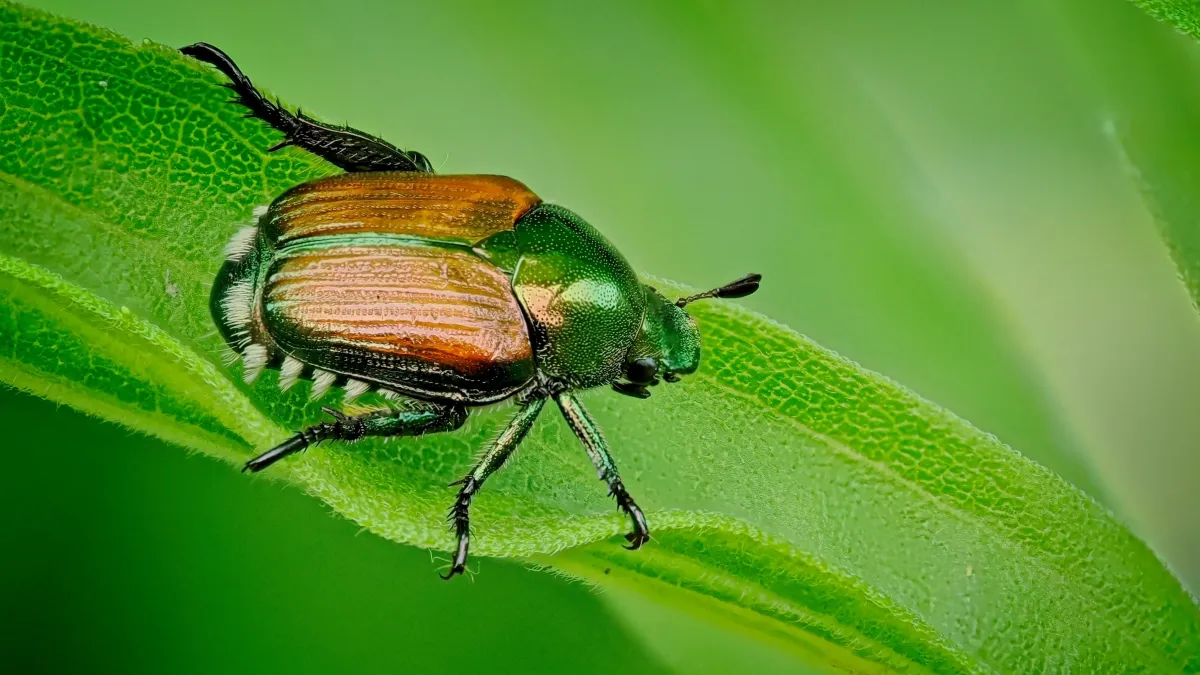 Alerte au scarabée japonais : une nouvelle menace pour les plantes détectée en France