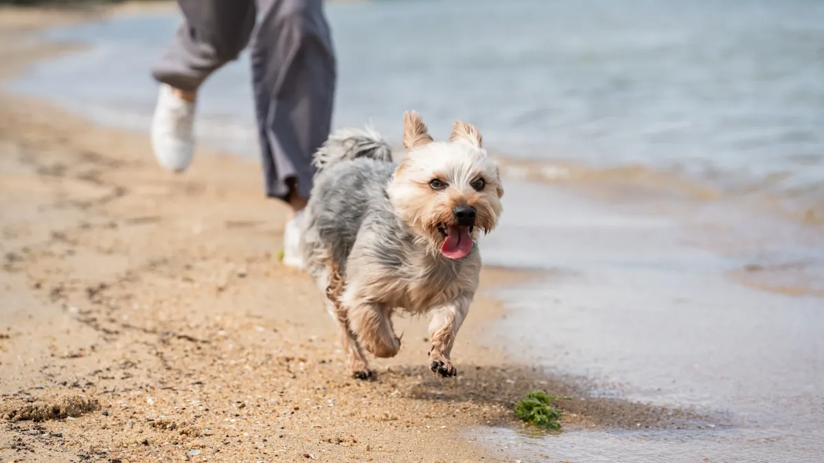 Chiens sur la plage : liberté ou risque pour la santé ?