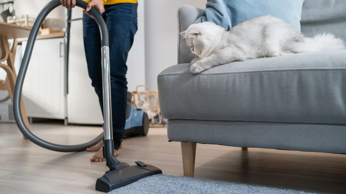 Pourquoi mon chat a-t-il peur de l’aspirateur ? Causes, astuces et conseils pour l’aider