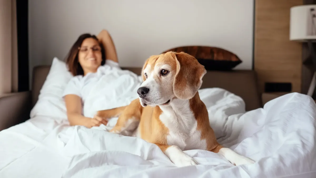 Partir à l'hôtel avec son chien : les 9 règles incontournables pour un séjour réussi