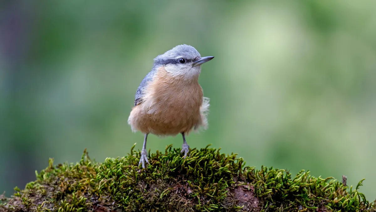 Observer les oiseaux réduit le stress : comment l’ornithothérapie peut améliorer notre bien-être selon un ornithologue