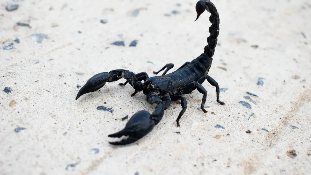 Ces petites bêtes de Corse : araignées, scorpions, scolopendres... pourquoi il ne faut pas en avoir peur