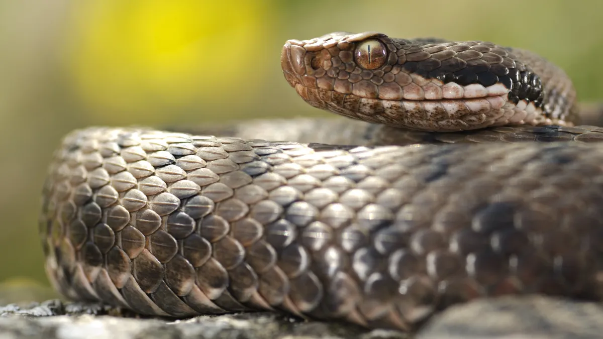 Attention à la vipère aspic : le serpent le plus dangereux que vous risquez de croiser dans votre jardin cet été