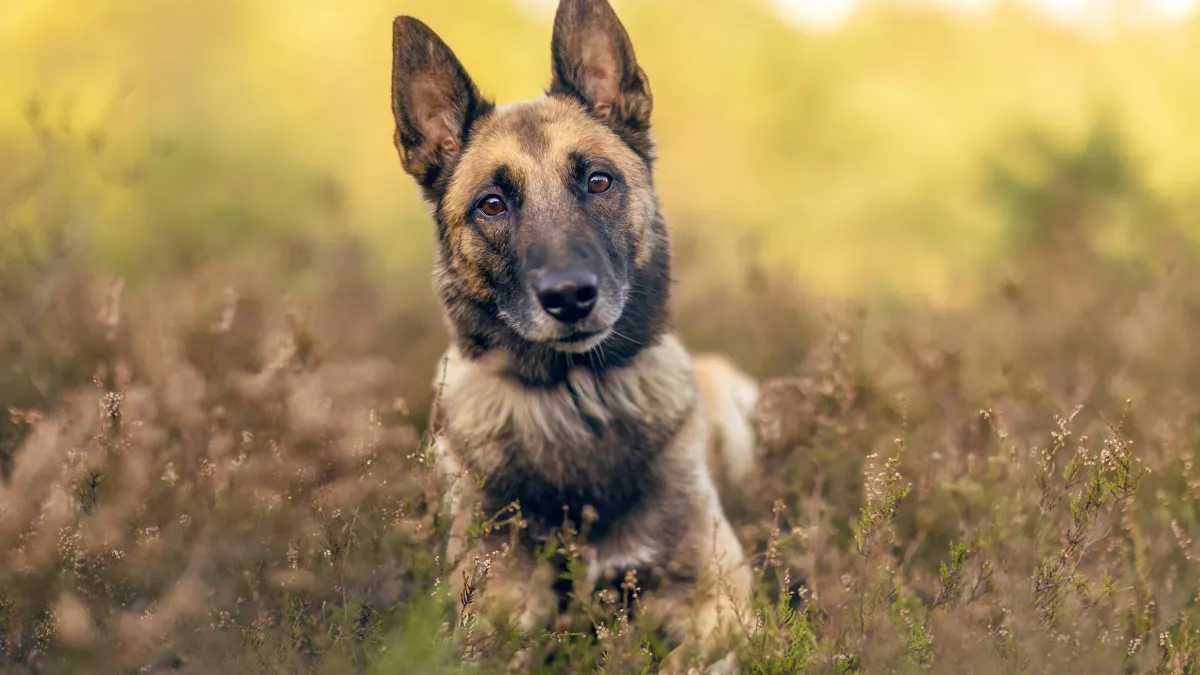 Bergers malinois : pourquoi finissent-ils si souvent à la SPA malgré leur popularité ?