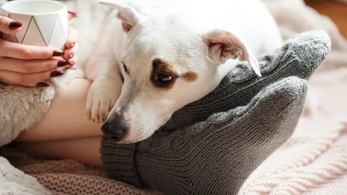 Pourquoi mon chien préfère dormir à mes pieds plutôt que dans son panier ? 