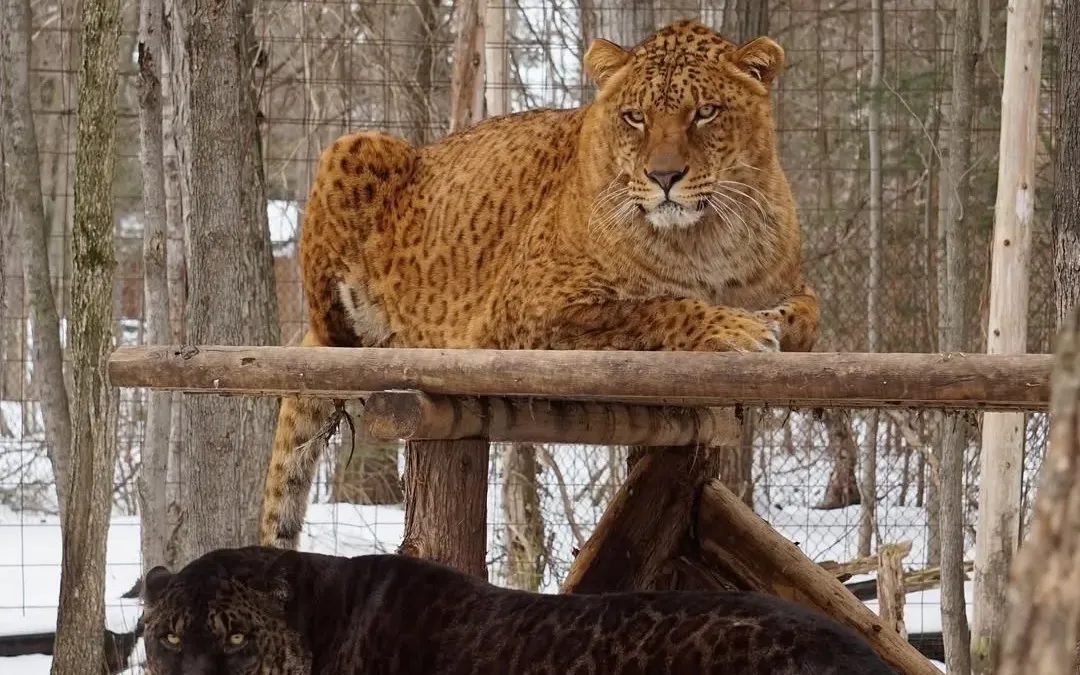 Jaglion : le fascinant félin hybride né d’un jaguar et d’une lionne qui interroge la science