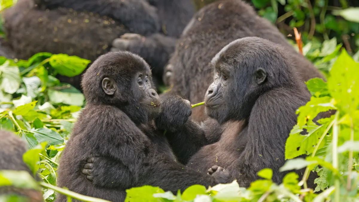 Domination chez les primates : les mâles loin d’être systématiquement en position de force