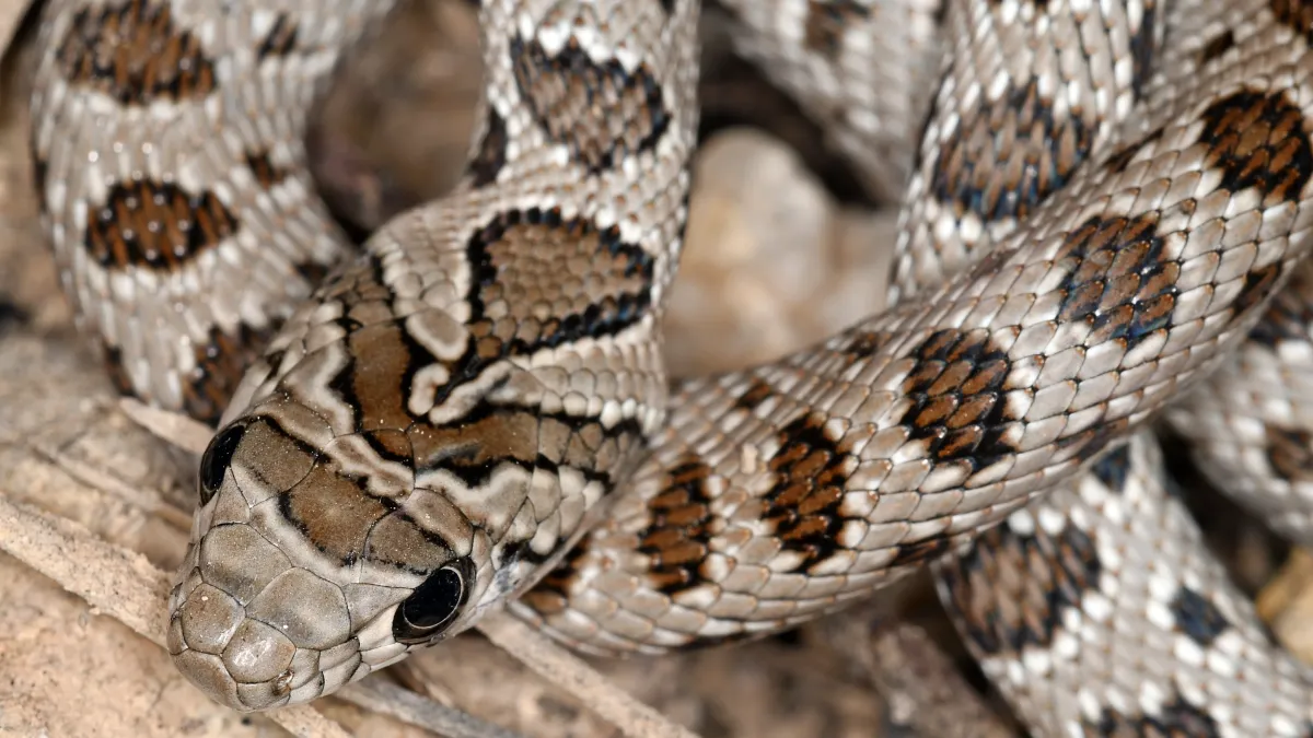 3 vérités surprenantes sur les serpents : ils ne sont ni froids, ni visqueux, ni piqueurs !