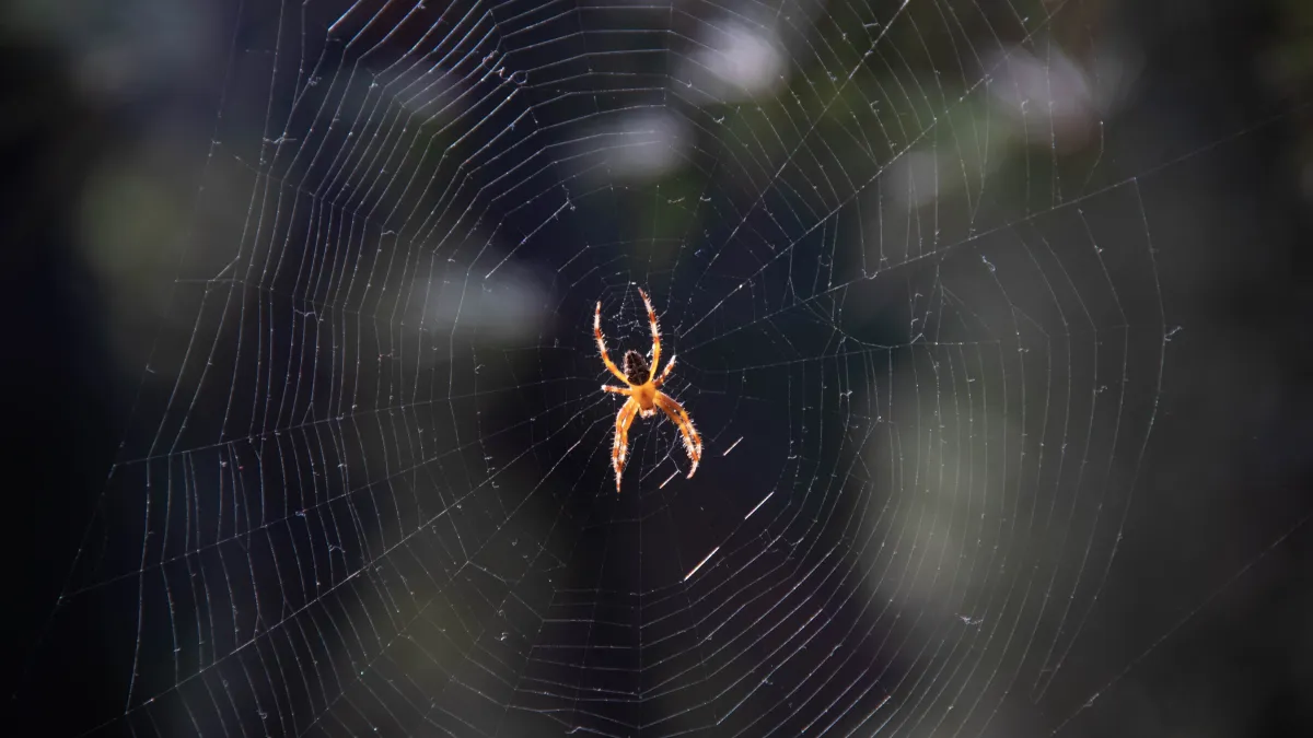Ils vivent cinq ans avec plus de 2 000 araignées venimeuses sans aucune morsure
