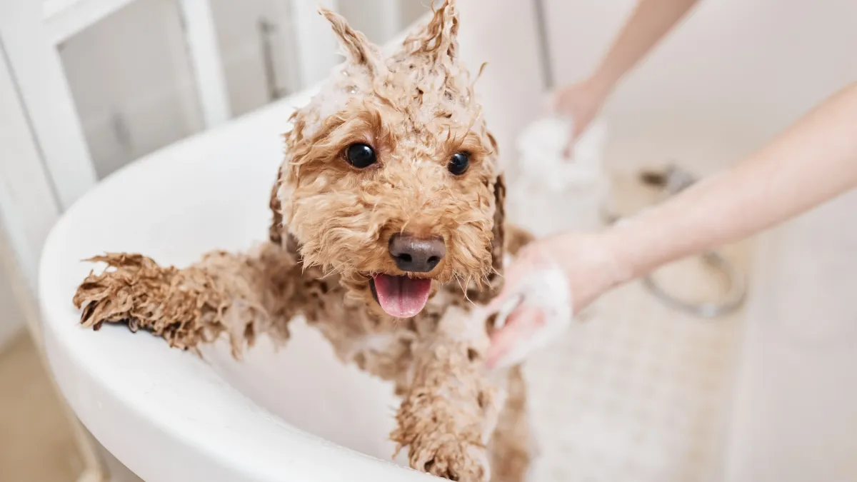 8 erreurs à éviter absolument quand vous donnez le bain à votre chien