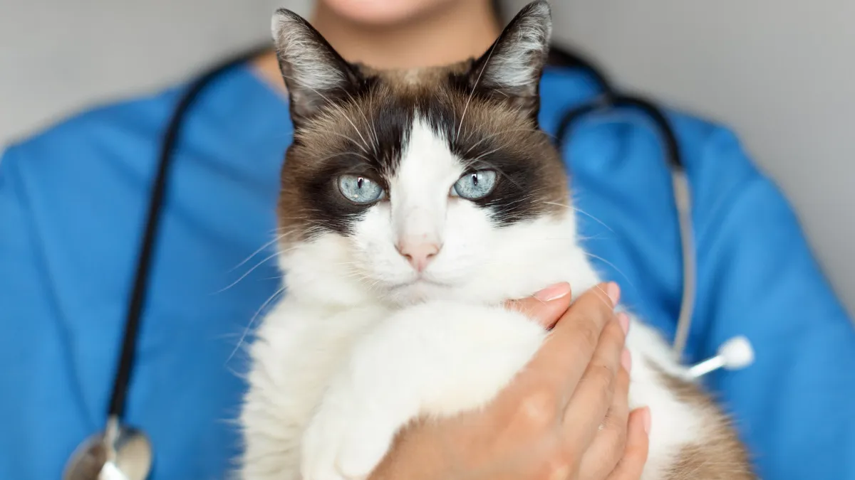 7 astuces efficaces pour protéger votre chat du cancer et le garder en bonne santé plus longtemps
