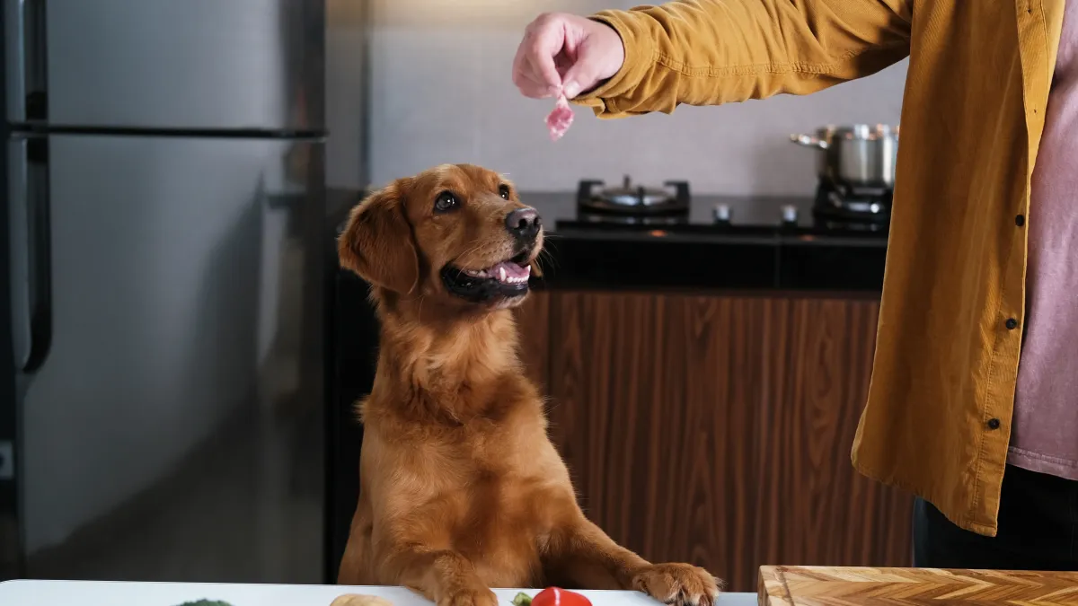 Ces animaux surprenants qui préparent, assaisonnent et conservent leur nourriture comme des chefs