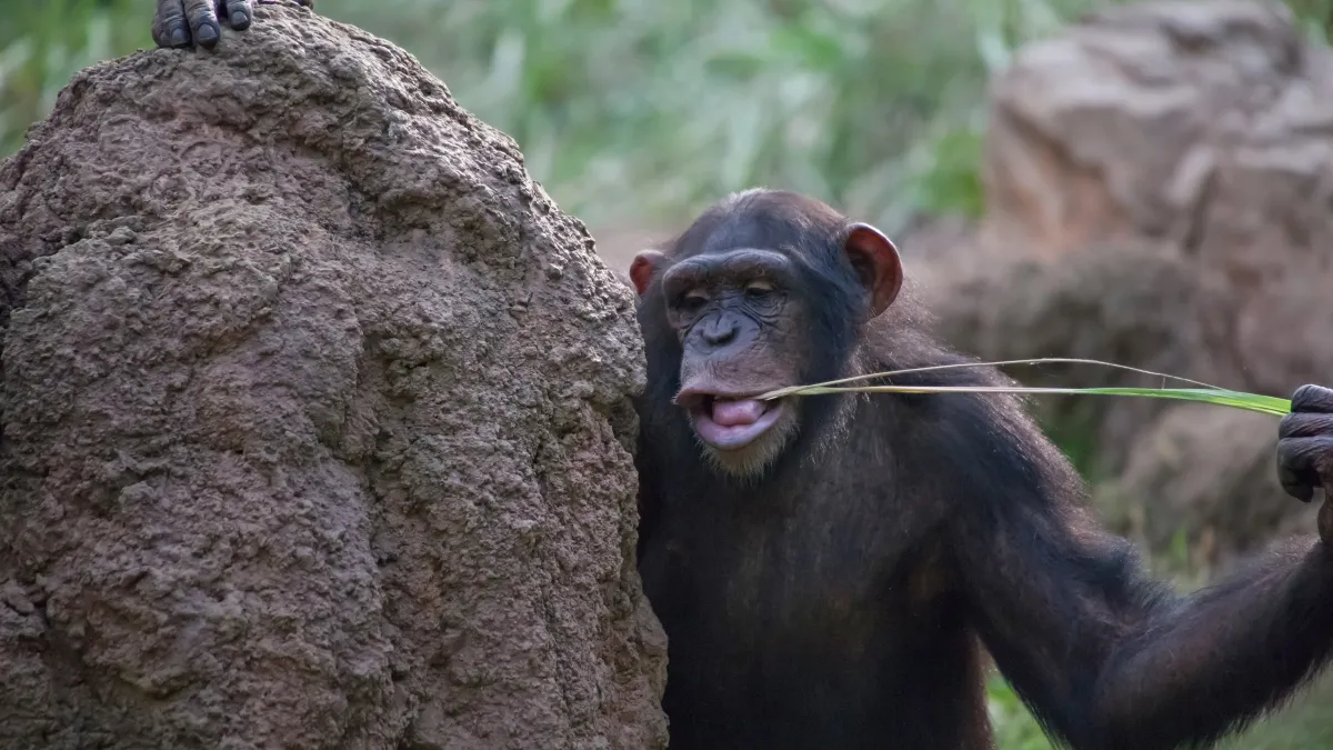 Des brindilles dans les oreilles : la surprenante mode lancée par les chimpanzés en Zambie