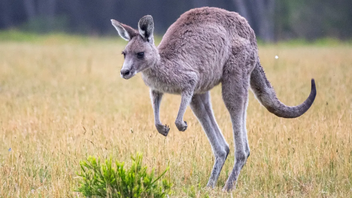 Pourquoi les kangourous préfèrent-ils bondir ? Les secrets surprenants de leur incroyable façon de se déplacer