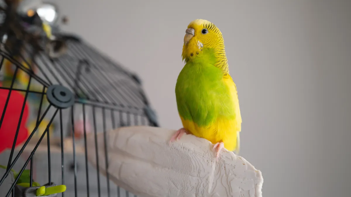 Os de seiche pour oiseaux : les bienfaits insoupçonnés pour leur santé et leur bien-être