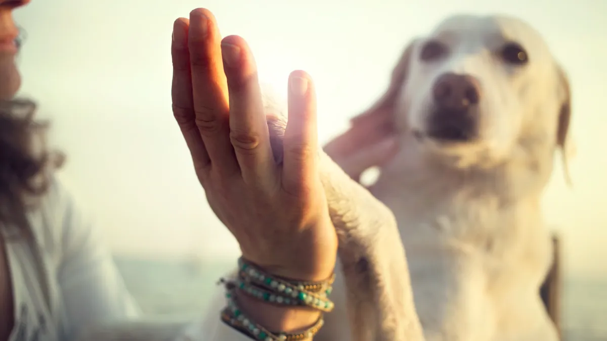 Ces astuces vont révolutionner la façon dont votre chien vous écoute au quotidien