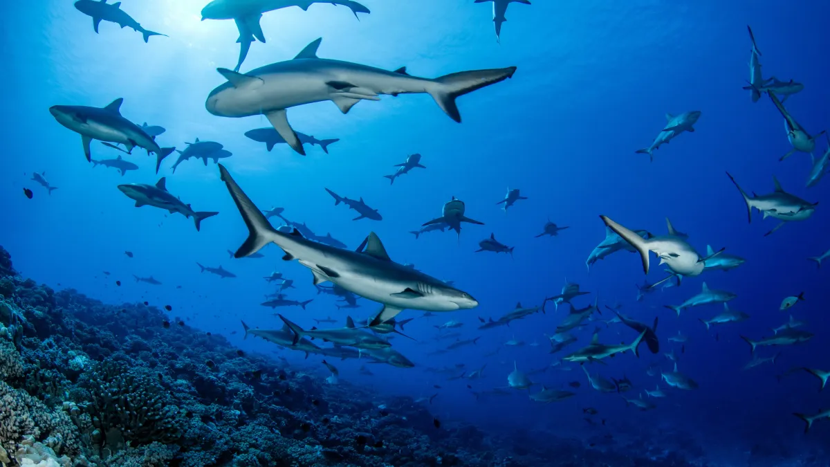 10 requins surprenants qui nagent près des plages françaises
