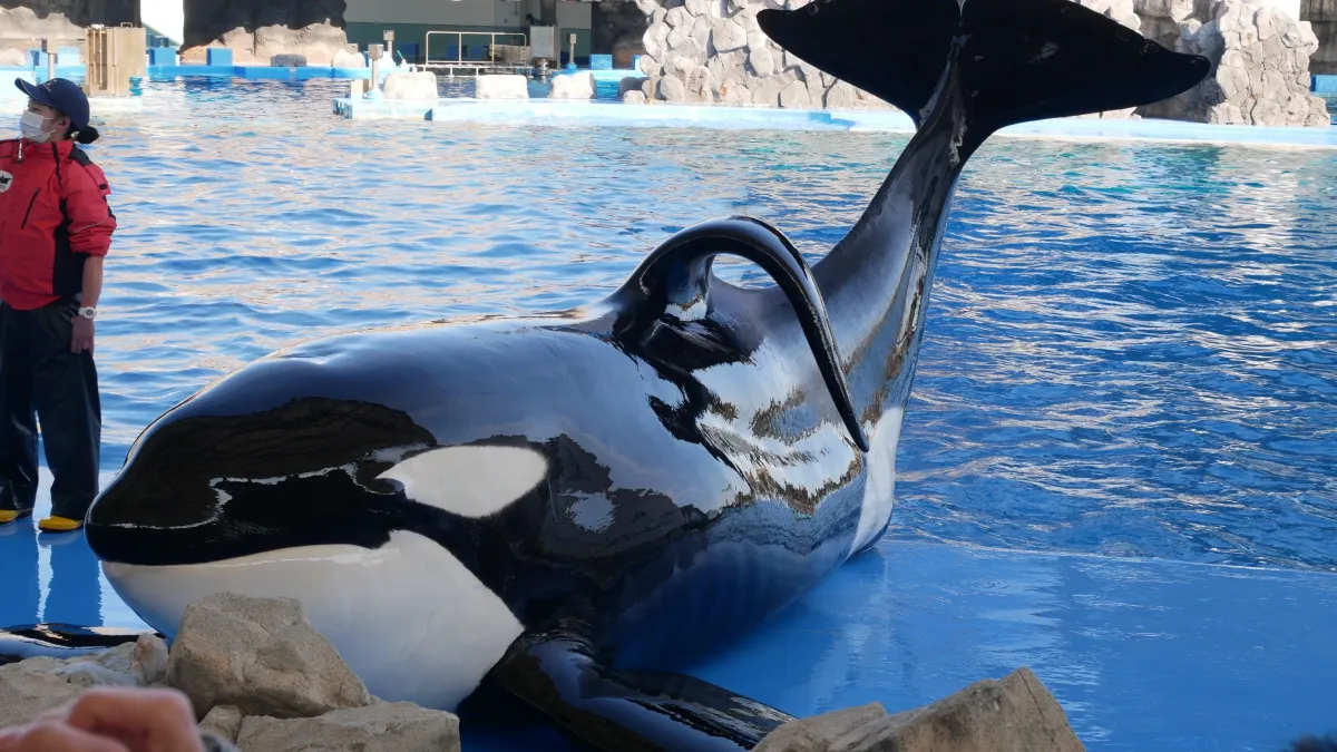 Marineland accusé : polémique sur le prélèvement et la vente du sperme de leur orque Keijo