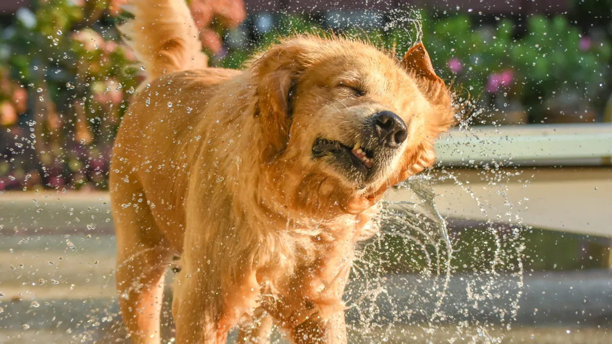 Pourquoi les chiens se secouent-ils même sans être mouillés ? On a enfin une explication