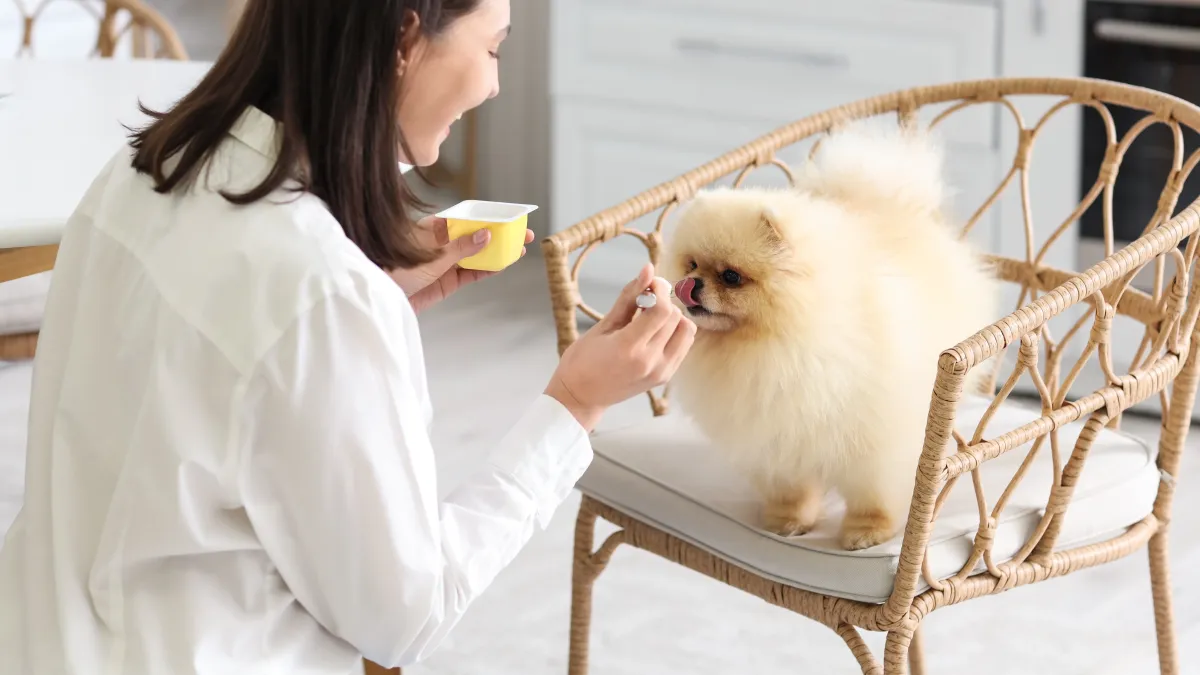 Yaourt pour chien : bienfaits, risques et conseils pour une friandise saine