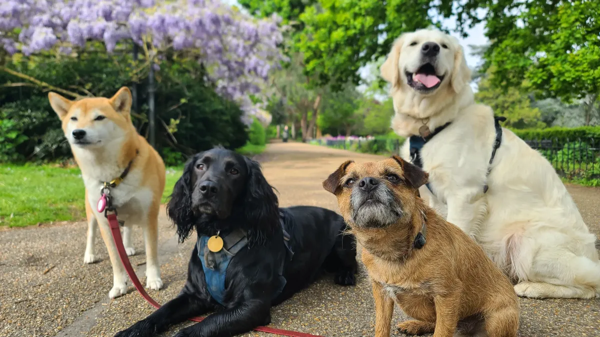 Ces 8 races de chiens qui raffolent de l’eau vont vous étonner