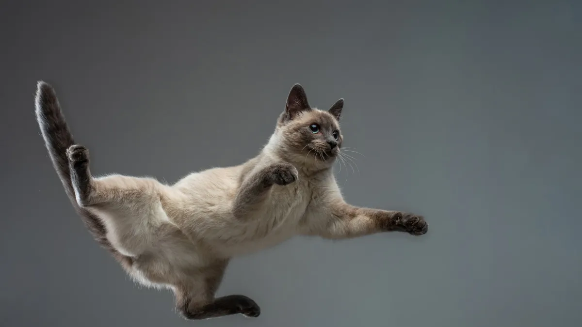 Pourquoi mon chat a-t-il si peur des bruits soudains ? Astuces pour apaiser son stress à la maison