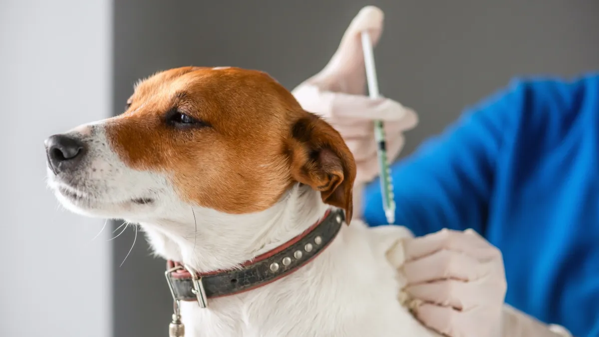 Animaux de compagnie : ce qu’il faut vraiment savoir sur les vaccins obligatoires et recommandés