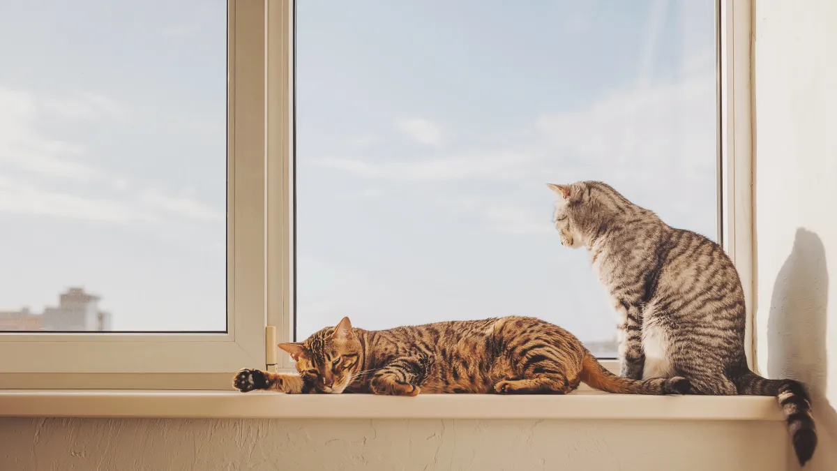 Votre chat passe-t-il des heures à la fenêtre ? Découvrez ce que ce comportement révèle sur ses instincts et son bonheur