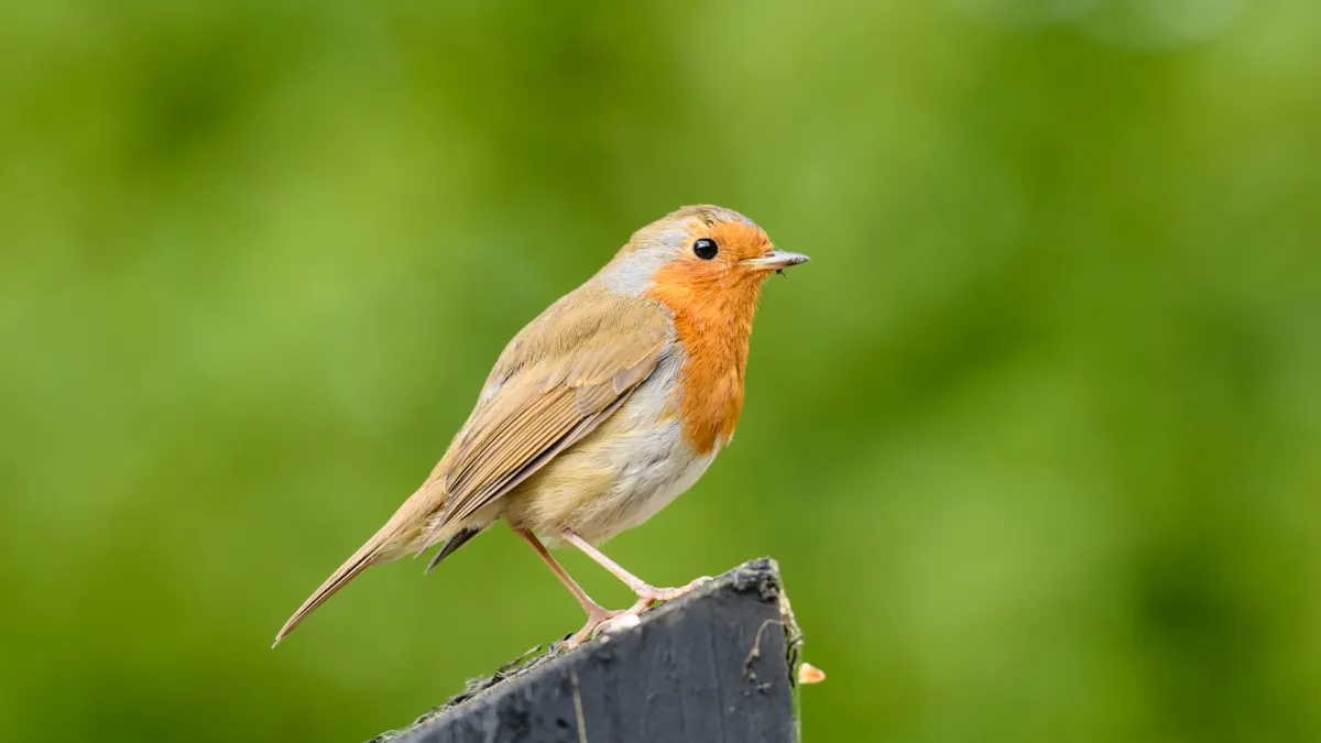 Comment aider les rouges-gorges cet hiver avec un ingrédient à moins de 0,50 € dans votre cuisine ?