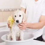 Les bienfaits du bicarbonate de soude pour votre animal de compagnie