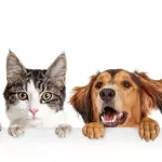 Chat et chien (cohabitation)