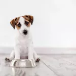 Aliments pour chien