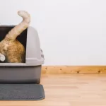 Chat constipé