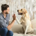 Chien en appartement