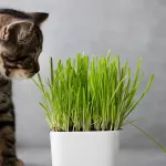 Herbe à chat