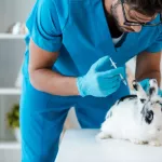 Faire vacciner son lapin