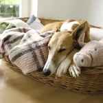 Comment protéger son animal de compagnie du froid