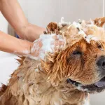 À quelle fréquence faut-il laver son chien ?