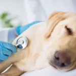 maladies dangereuses pour le chien