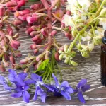 5 fleurs de Bach pour nos animaux de compagnie
