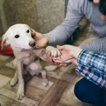 5 questions poser adopter chien