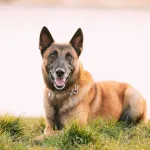 Berger belge