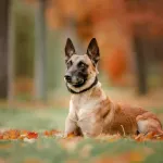 Malinois