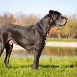 Dogue Allemand